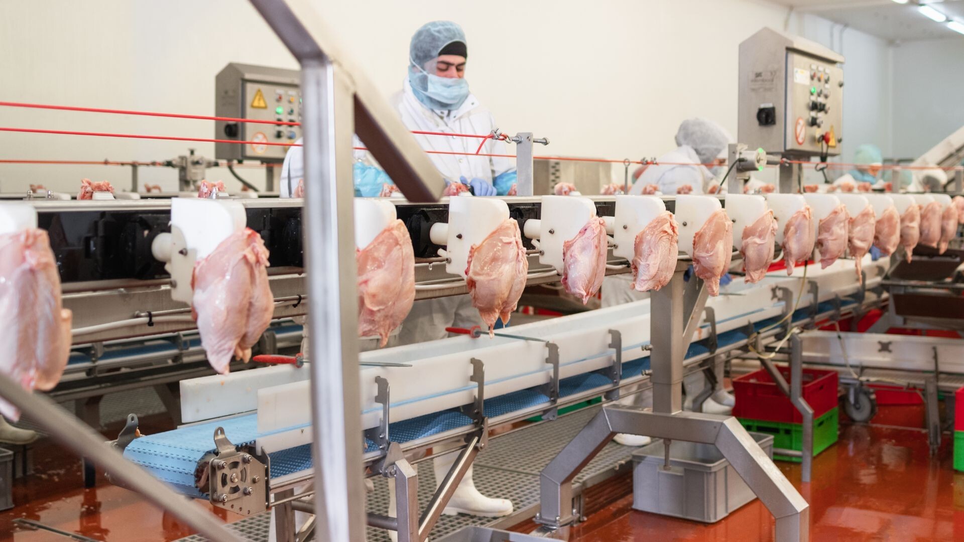 Embargo chinês derruba em 99% os embarques de frango brasileiro no segundo semestre Embargo chinês derruba em 99% os embarques de frango brasileiro no segundo semestre