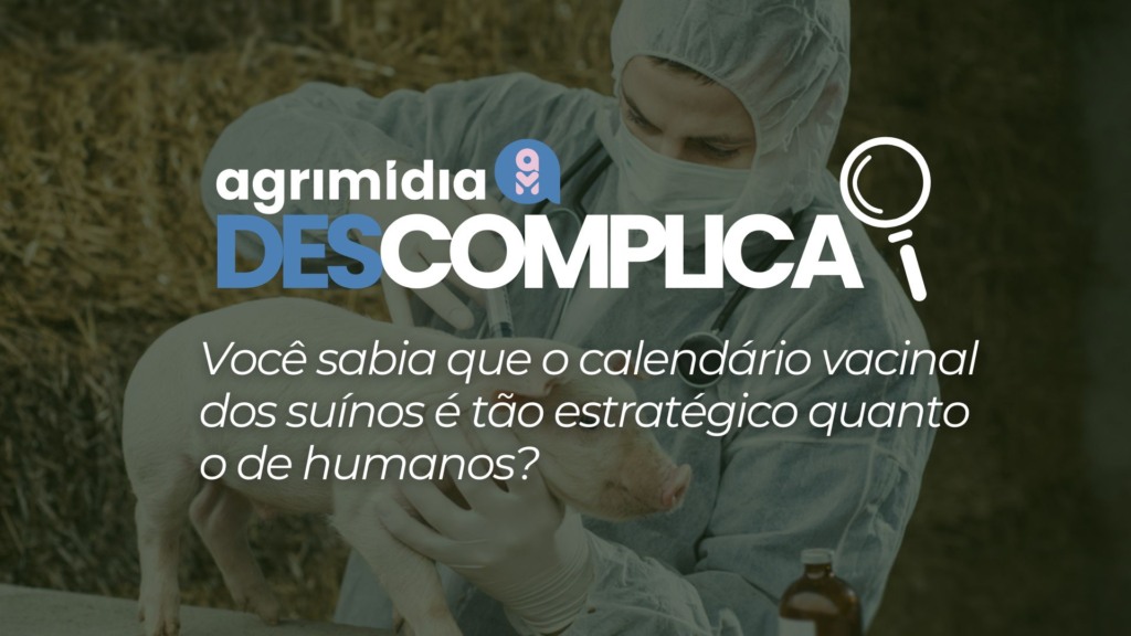 Você sabia que o calendário vacinal dos suínos é tão estratégico quanto o de humanos?
