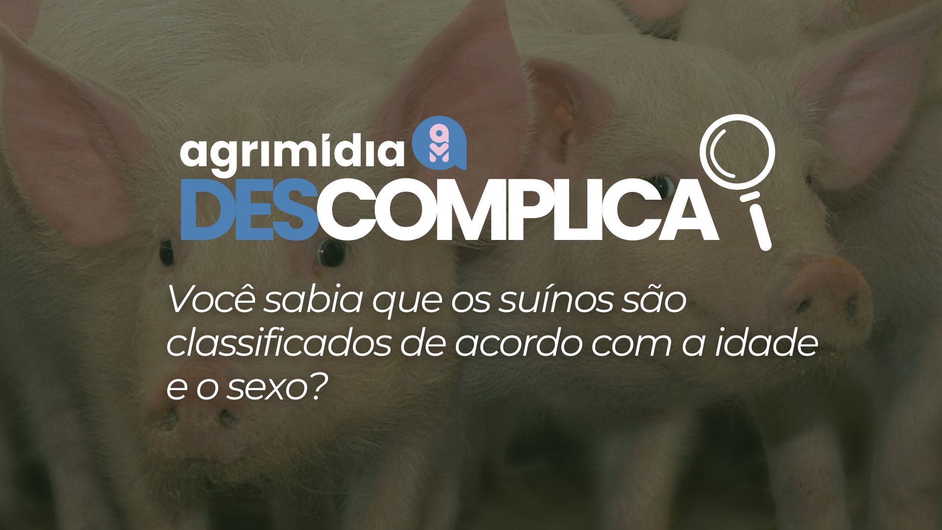 Você sabia que os suínos são classificados de acordo com a idade e o sexo?