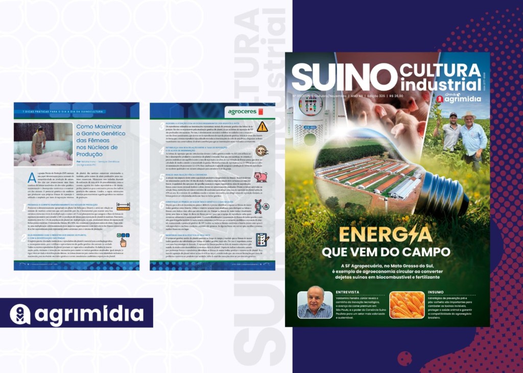 7 Dicas Práticas da edição de novembro da Suinocultura Industrial: Como maximizar o ganho genético das fêmeas nos núcleos de produção 