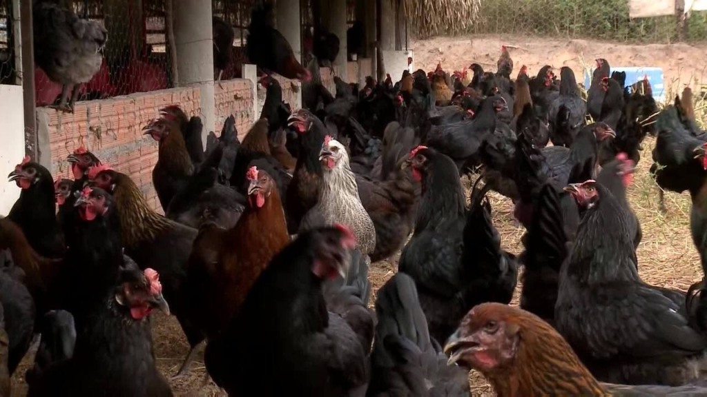 Raça de frango canela-preta do Piauí recebe investimento de R$ 300 mil Raça de frango canela-preta do Piauí recebe investimento de R$ 300 mil