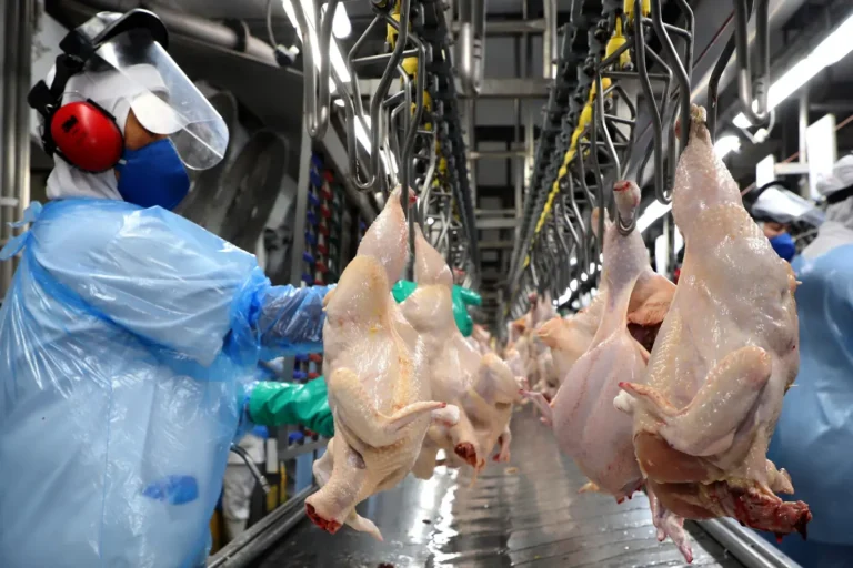 Rio Grande do Sul deve fechar 2025 com 680 mil toneladas de frango exportadas e projeta crescimento para 2026