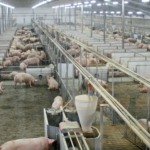 AHDB lança pesquisa para revisar treinamento e preparar a suinocultura inglesa para a próxima década