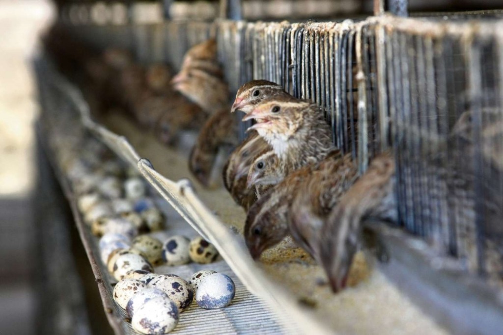 Brasil conquista novos mercados e amplia exportações de codorna para o Oriente Médio