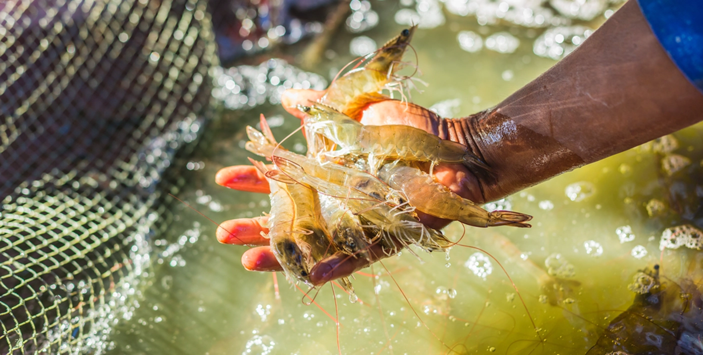Carcinicultura em Alagoas: água salobra transforma sertão em polo de produção de camarão