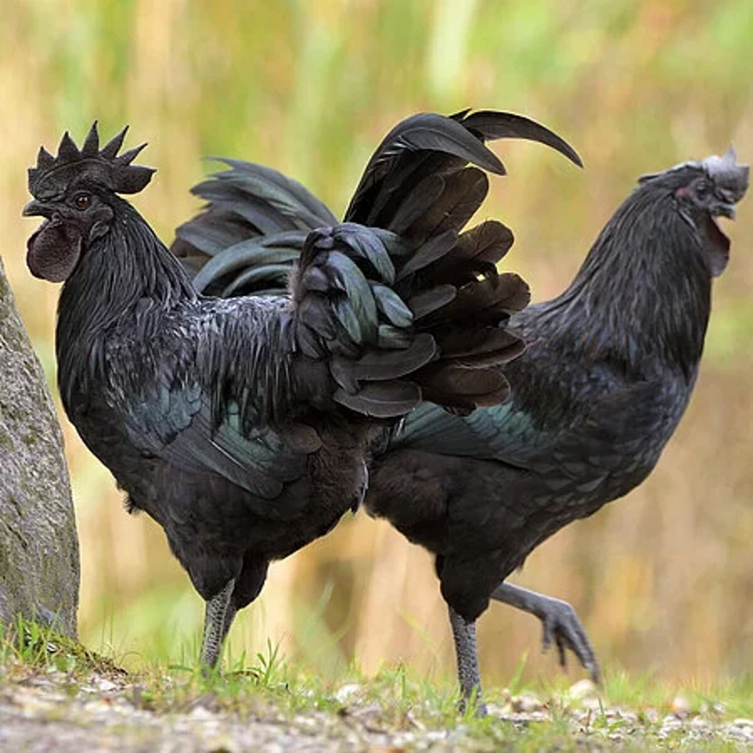 Ayam Cemani: A genética rara da “Galinha Preta” cobiçada pela avicultura de elite