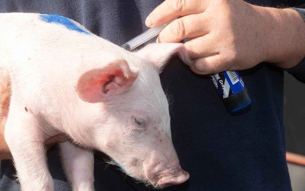 Suinocultura britânica estabelece meta de redução de 20% no uso de antibióticos até 2028