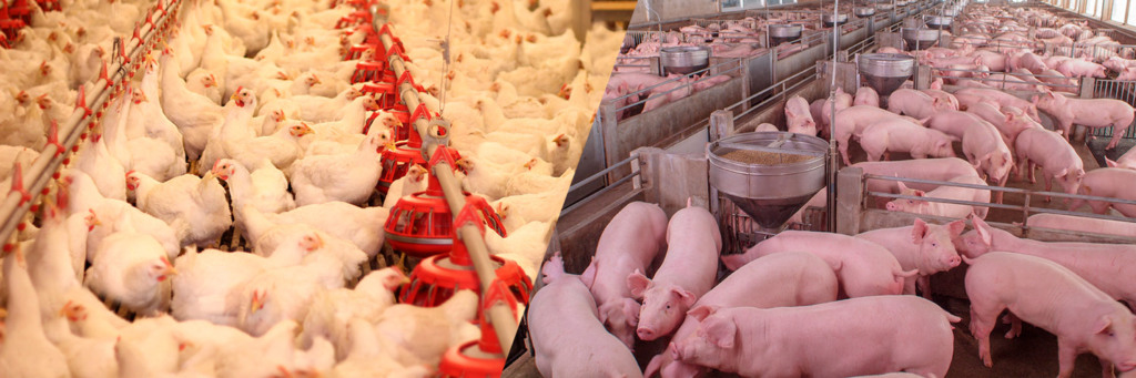 Inglaterra anuncia fim das gaiolas para galinhas e porcas em “Pacote Histórico” de bem-estar animal