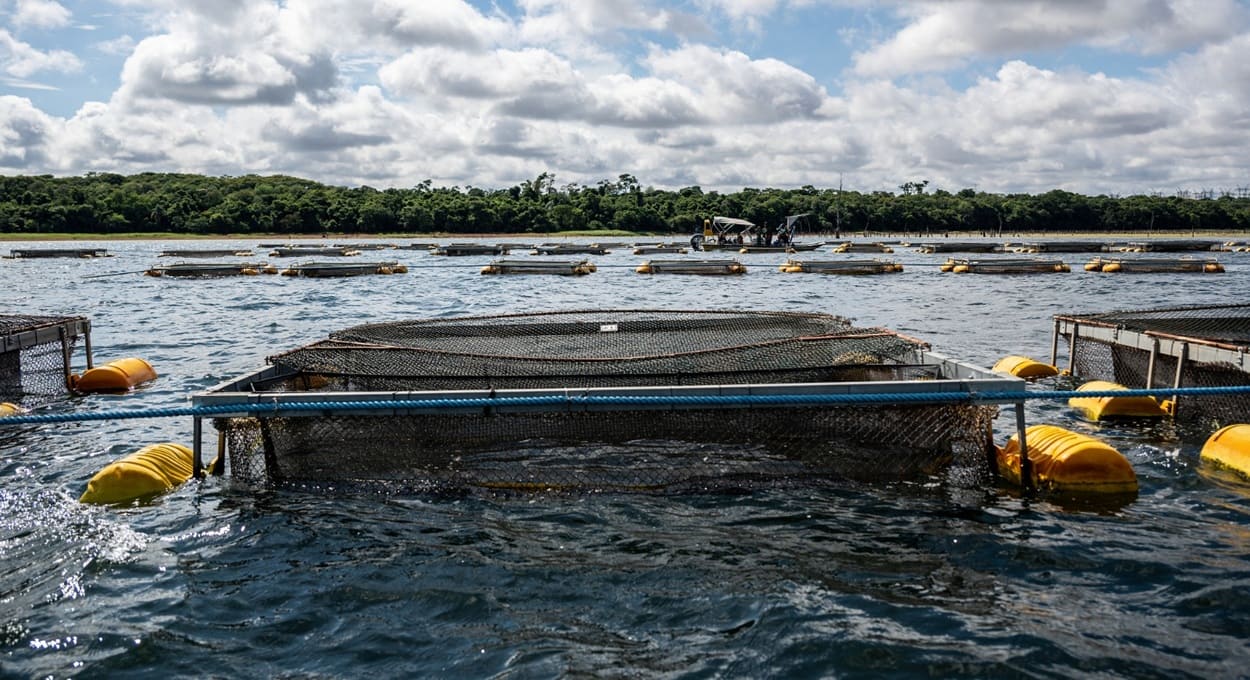 Aquicultura no Lago de Itaipu avança com aval do Senado do Paraguai e projeta polo global de tilápia