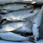Governo define cota de 8.168 toneladas para a pesca da tainha em 2026