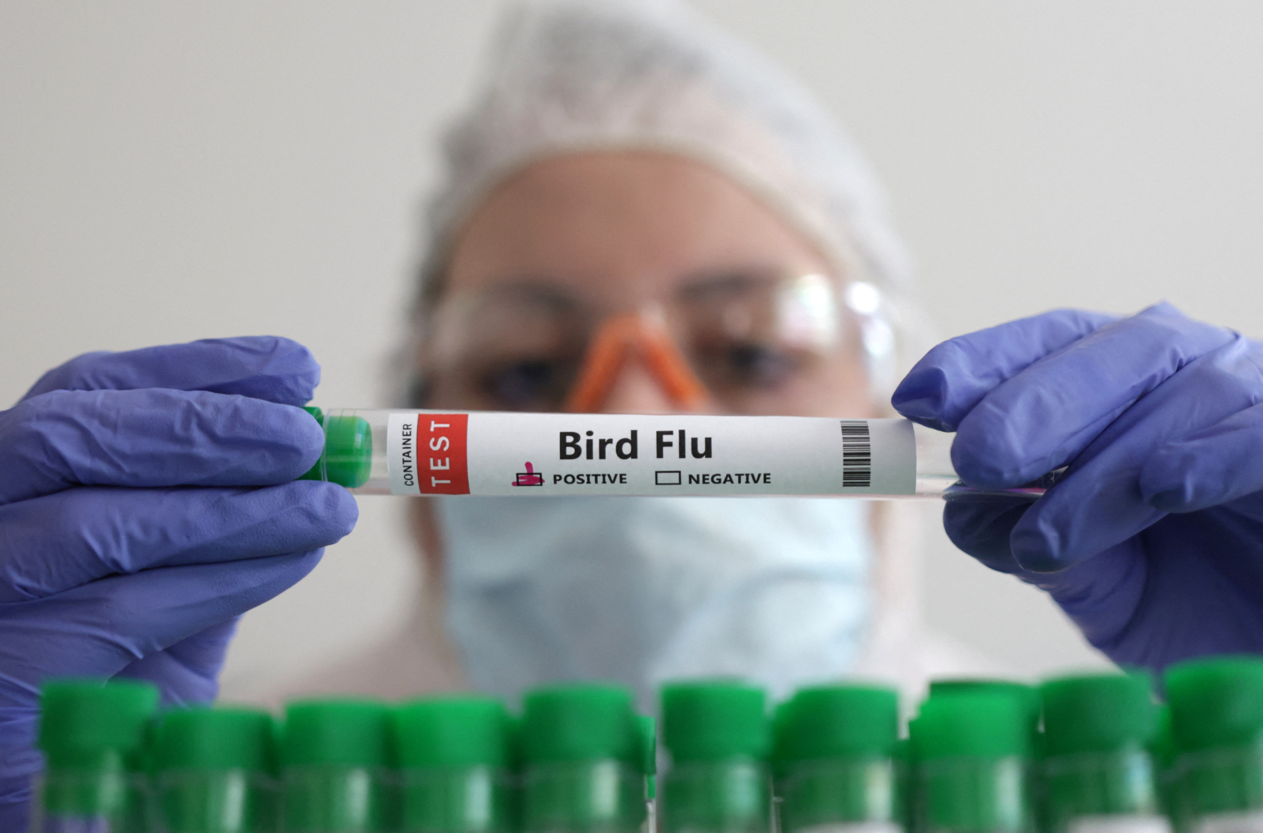 Influenza Aviária volta a afetar produção de frango nos EUA e acende alerta sanitário Influenza Aviária volta a afetar produção de frango nos EUA e acende alerta sanitário