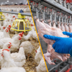 China habilita duas novas plantas brasileiras para exportação de carne de frango