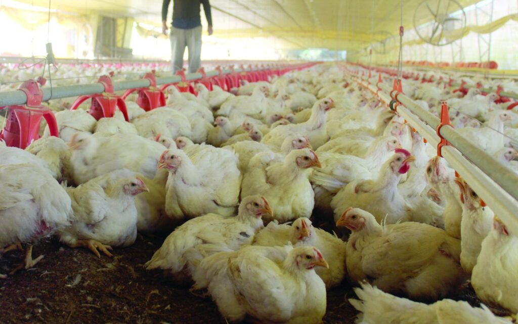Romênia cresce 35% na avicultura e mira expansão nas exportações