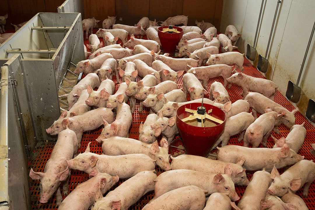 Produção suína da China salta 7% no 4º trimestre com aceleração de abates