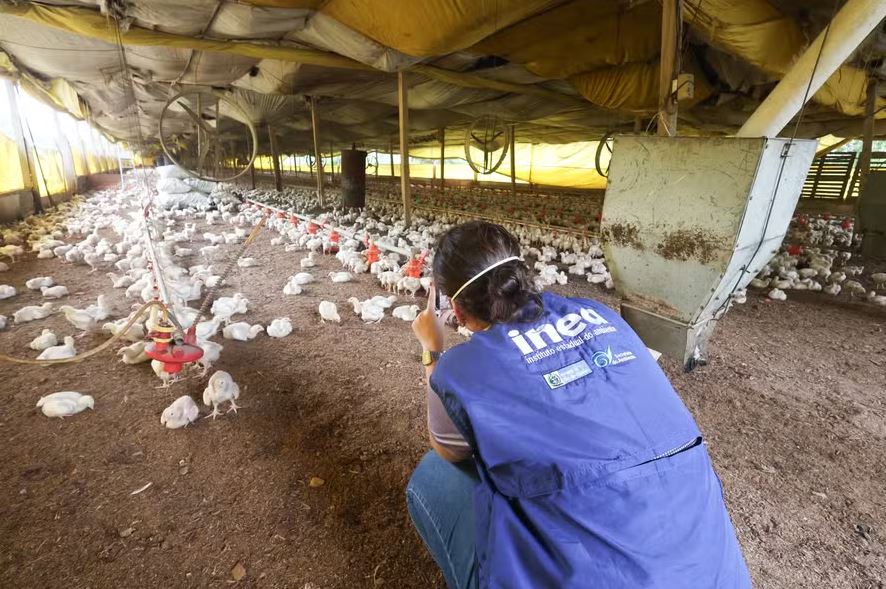 Inea interdita indústria de aves em Barra do Piraí por irregularidades ambientais e maus-tratos