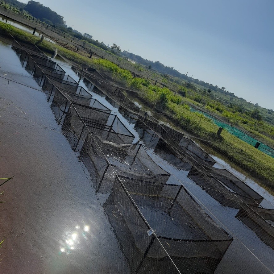 Pesquisa brasileira cria primeiro banco nacional de germoplasma da tilápia-do-nilo