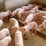 Europa conscientiza população e produtores: workshops gratuitos para prevenção da Peste Suína Africana