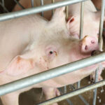 Treinamento no RS atualiza técnicos sobre novas regras para granjas de reprodutores suínos certificadas