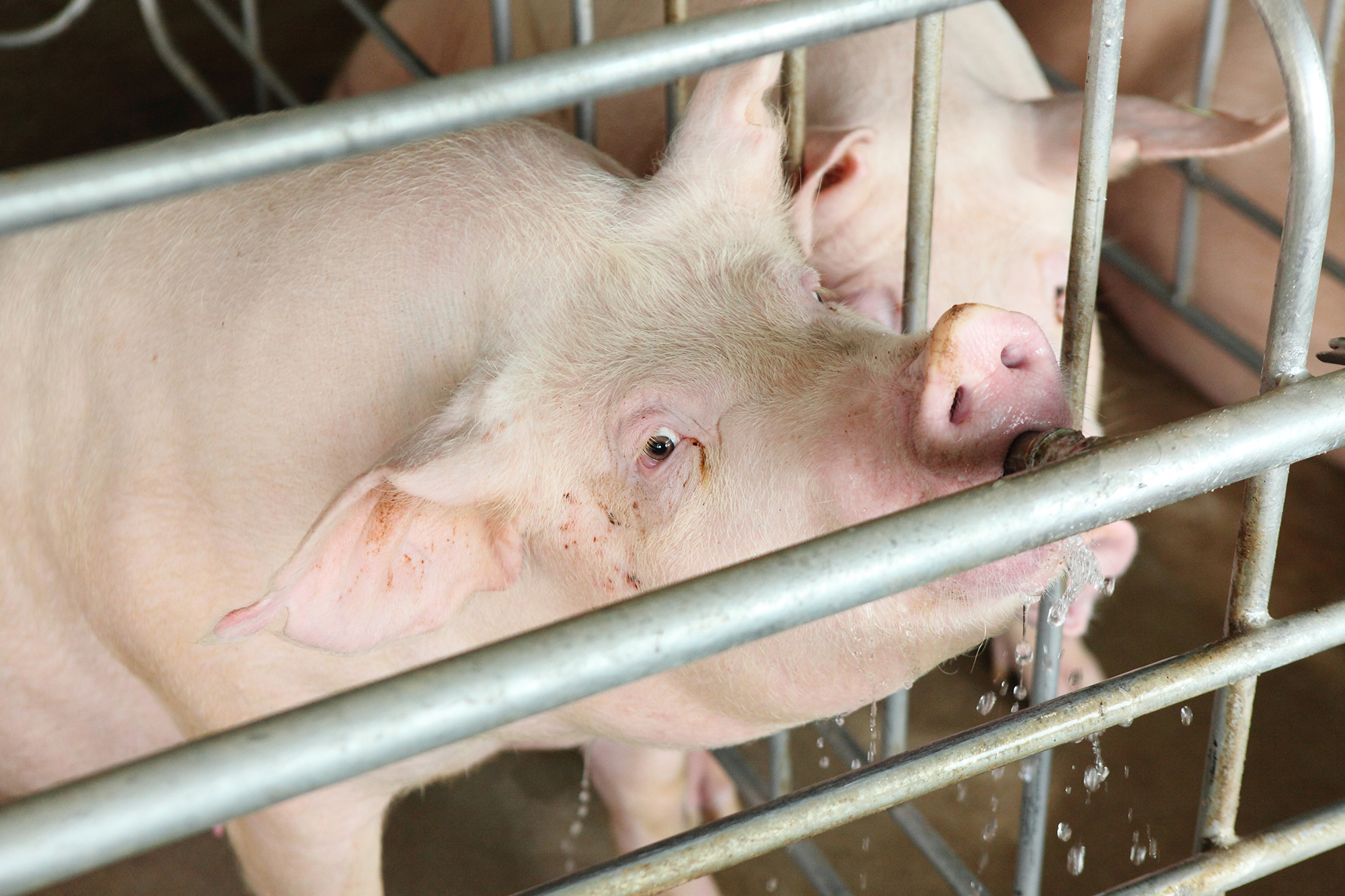 Febre aftosa avança na Grécia e pressiona cadeia leiteira e produtores locais