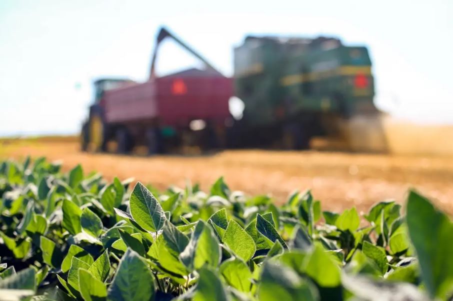 RS autoriza quase 38 mil hectares de soja fora do calendário oficial na safra 2025/2026
