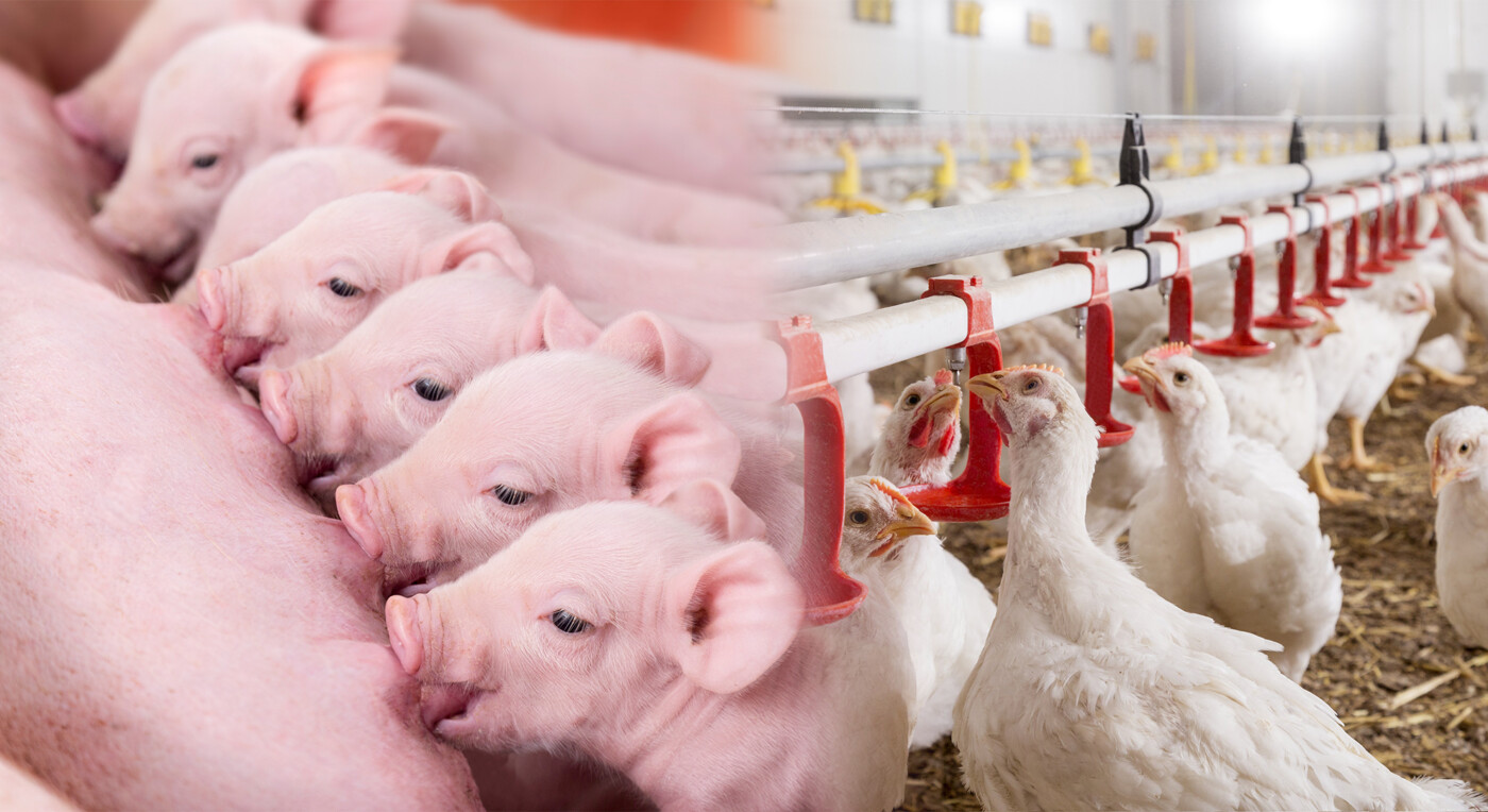 Sanidade, produção e mercado externo moldam a agenda recente do agronegócio brasileiro