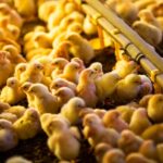 Excesso de dados e baixa integração limitam avanço da inteligência artificial no setor avícola