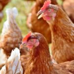 Programa de certificação verifica ovos pelo método cage-free