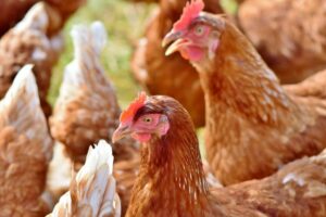 SC sedia simpósio sobre avicultura Maior rede de supermercados do Reino Unido elimina ovos de gaiola