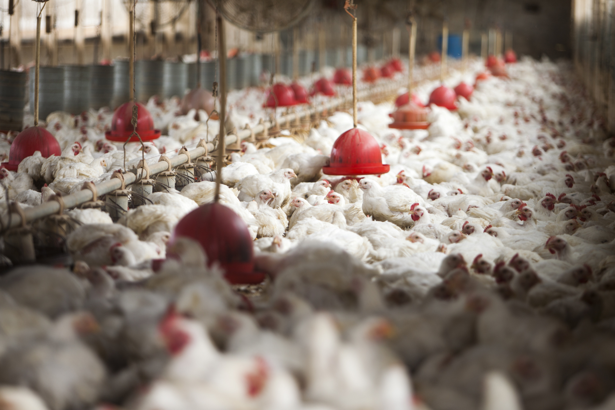 Sindiavipar reforça padrão sanitário da avicultura brasileira diante de exigências da União Europeia