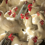 Produtora avícola ucraniana avança em consolidação industrial e amplia presença internacional com aves e biometano