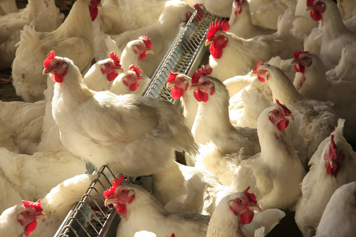 Saiba sobre o avanço do H5N1 na Europa e o impacto devastador na produção avícola, especialmente na Polônia.