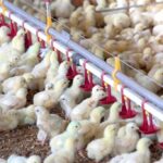 Conflito no Oriente Médio pressiona custos e ameaça rotas do comércio global de frango