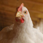 Investimento ferroviário nos EUA amplia logística de grãos e reduz custos para produtores avícolas