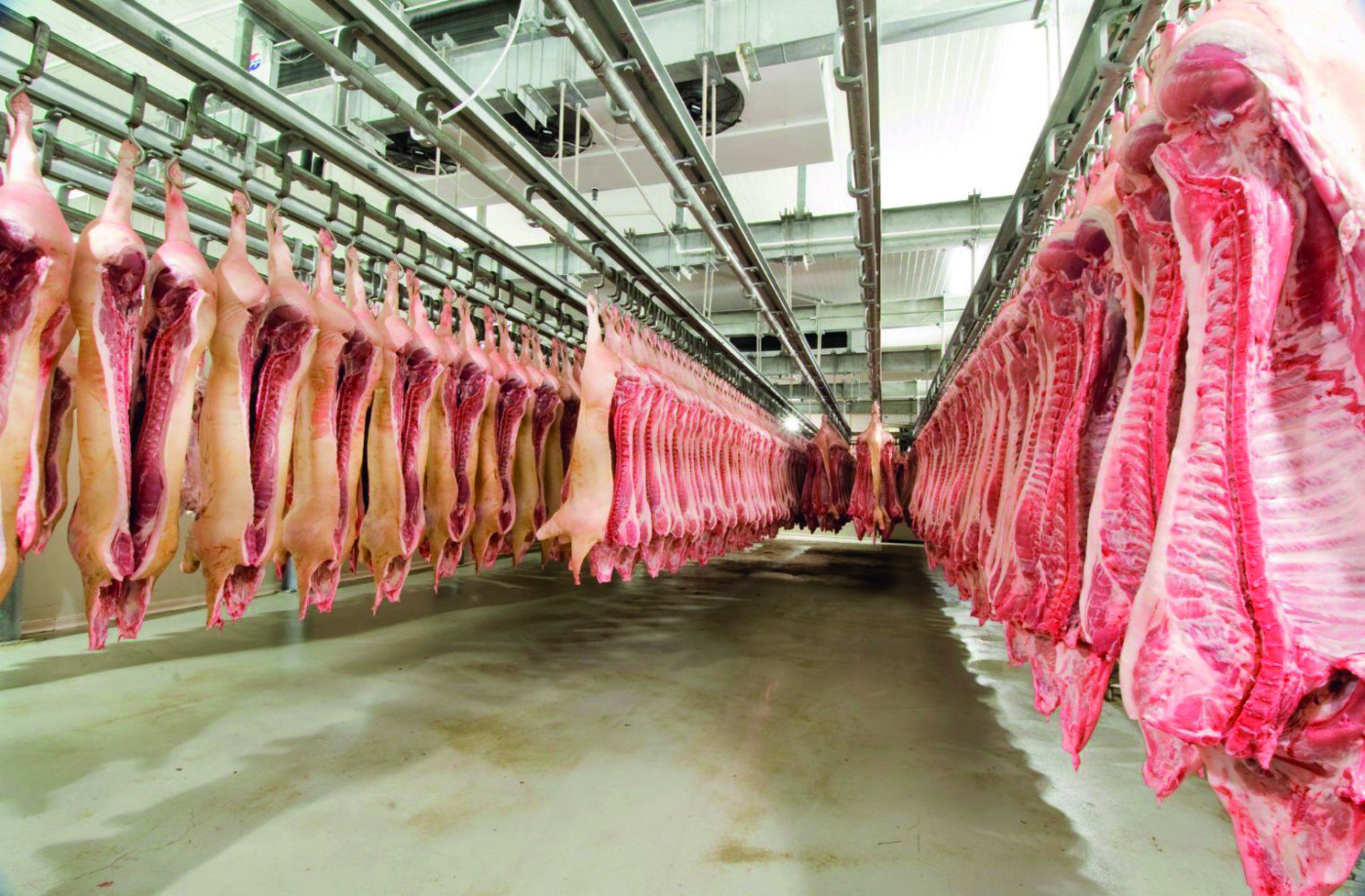 Produção de carne suína cresce no Reino Unido, impulsionada pelo aumento do peso das carcaças