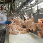 Exportações de frango batem recorde de volume e receita em 2025