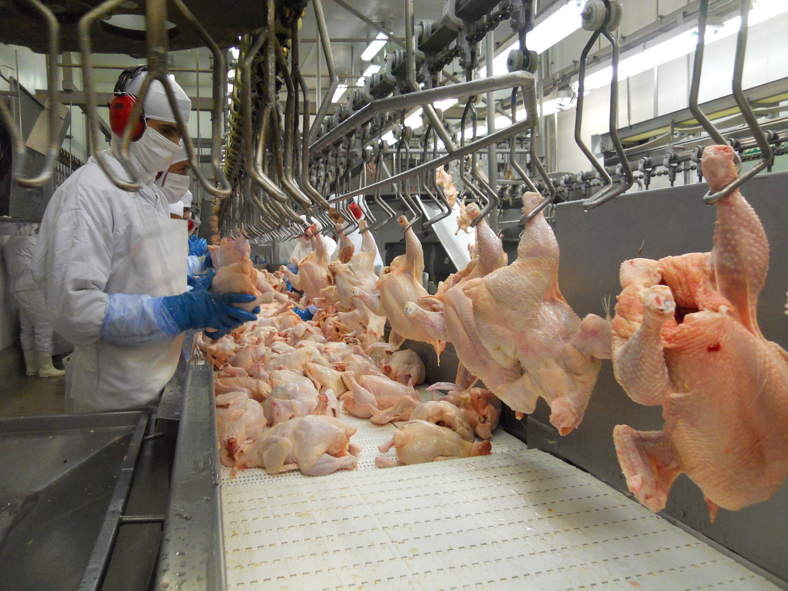Exportações de frango batem recorde de volume e receita em 2025 Exportações de frango batem recorde de volume e receita em 2025