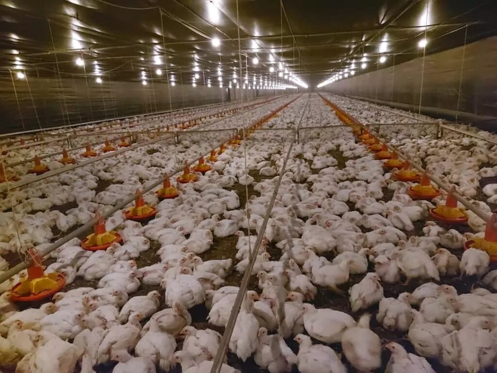 Exportações irlandesas de aves crescem 18% em 2025 e atingem € 165 milhões