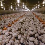 Rio Grande do Sul encerra foco de gripe aviária após 28 dias sem novos registros