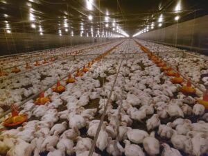 China anuncia novo foco de Influenza Aviária Monitoramento por IA revela como frangos se comportam ao longo da produção