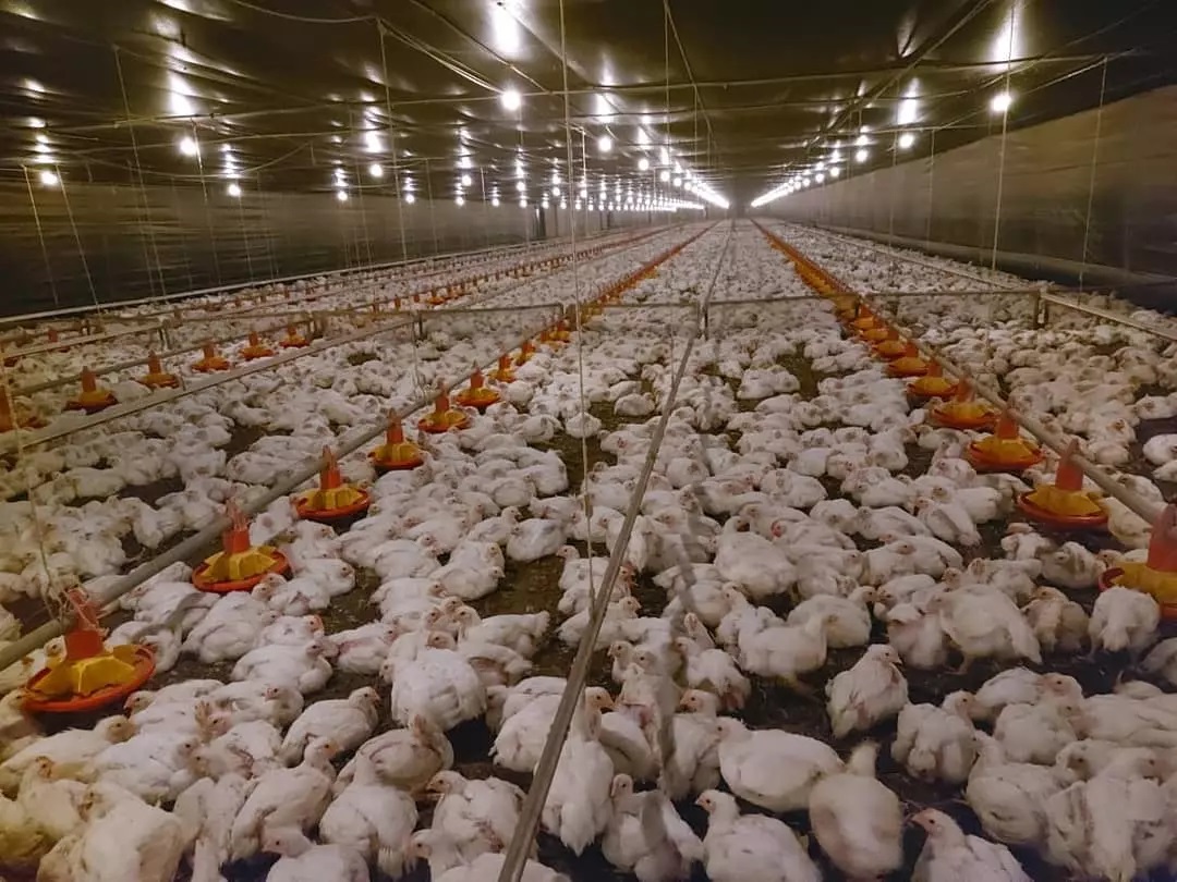 Monitoramento por IA revela como frangos se comportam ao longo da produção