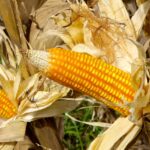 Consumo de milho supera 100 milhões de tons e bate recorde no Brasil