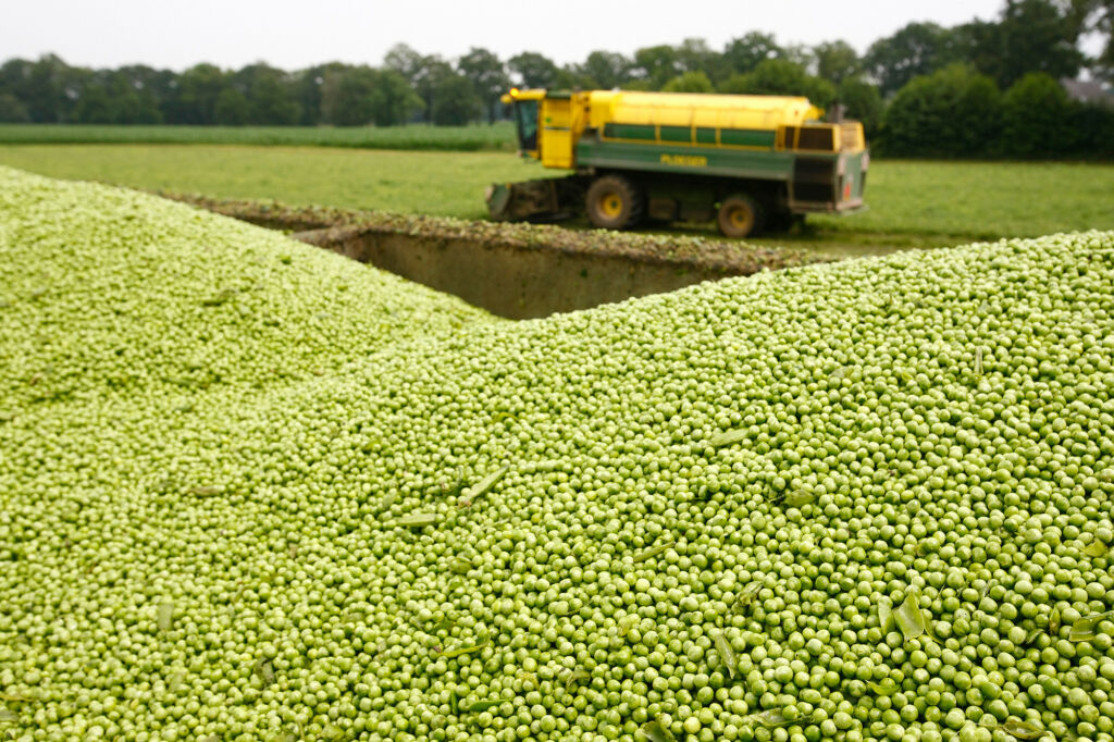 Projeto britânico avança em ervilha proteica como alternativa à soja Projeto britânico avança em ervilha proteica como alternativa à soja