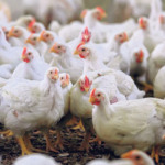 Avicultura na Ucrânia: empresa anuncia €300 milhões para expansão produtiva e projeto de biometano