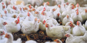 Chile confirma foco de Influenza aviária e suspende exportações avícolas