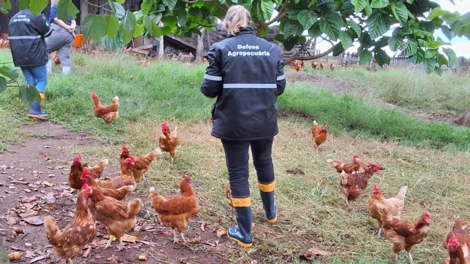 Seapi realizou 1.846 fiscalizações em 2025 para garantir sanidade do frango gaúcho