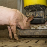 Produção de ração animal na França cresce 1,1% em 2025, mas setor suíno registra retração