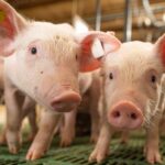 Decisão judicial no Canadá pode redefinir regras de comercialização para carne suína orgânica