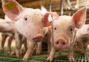 Decisão judicial no Canadá pode redefinir regras de comercialização para carne suína orgânica