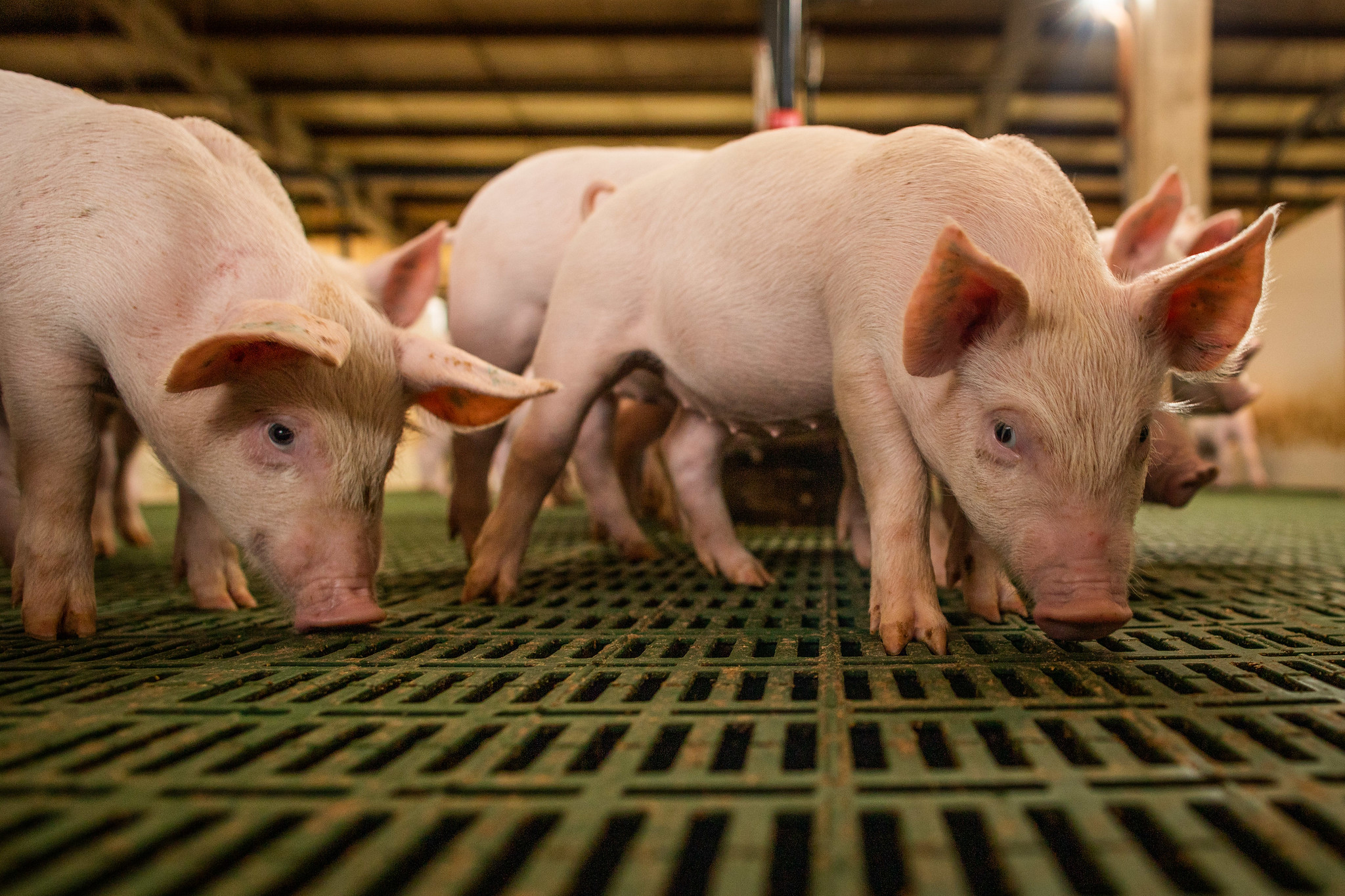 Adequação a novas regras de bem-estar animal custará € 4,4 bilhões à suinocultura alemã