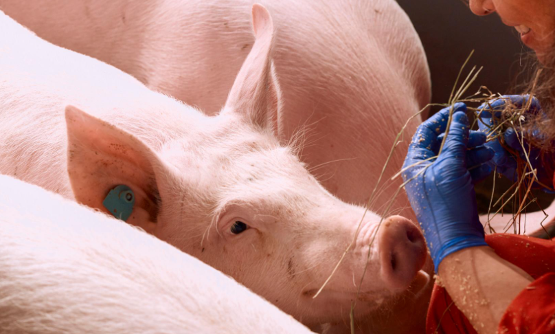 Peste suína africana gera perdas milionárias e pressiona suinocultura da Catalunha (Espanha)